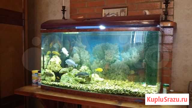Красная зебра.самочка Тамбов - изображение 1