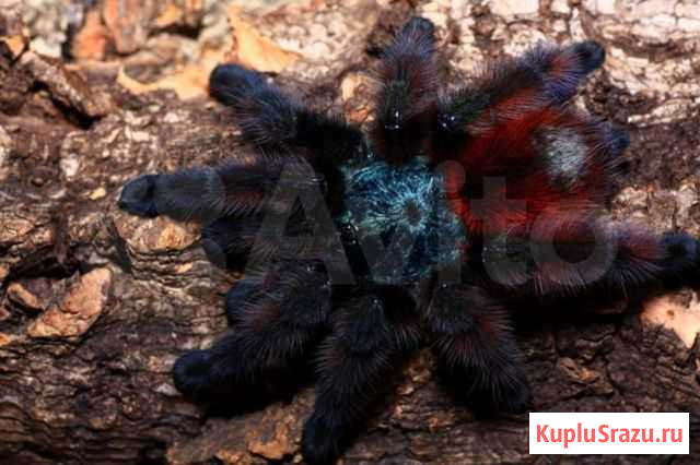 Пауки птицееды Avicularia(Caribena) versicolor Москва - изображение 1