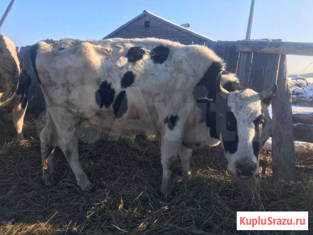 Корова Оек - изображение 1