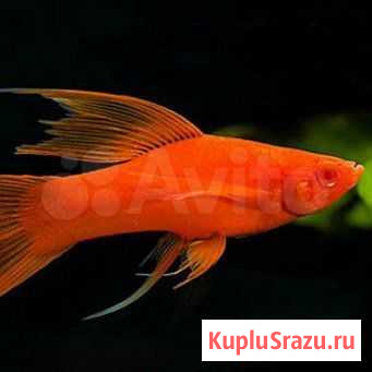 Меченосцы тигровые, красные, вуалевые и тд Белово - изображение 1