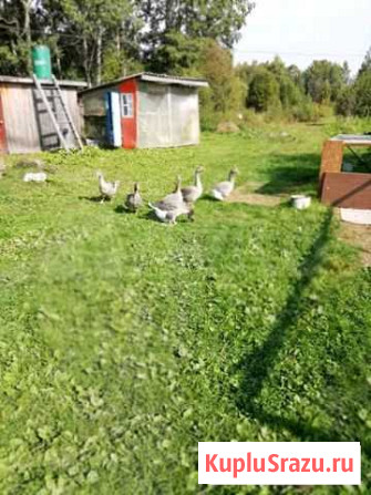 Продам семью серых гусей Москва - изображение 1