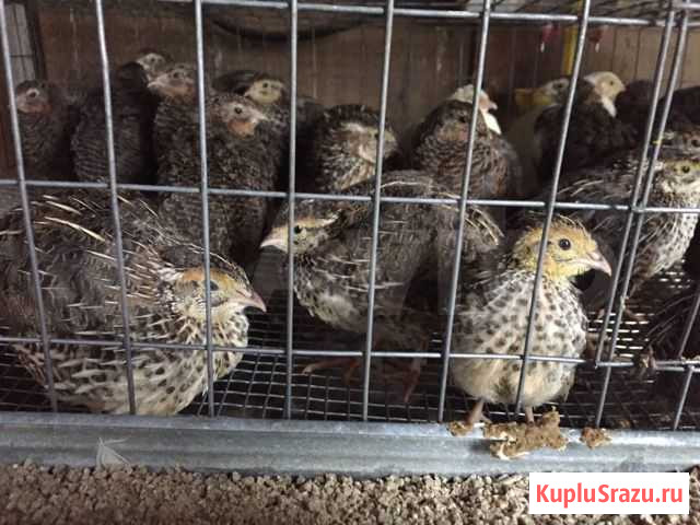 Клетки для перепелов Дорогобуж - изображение 1