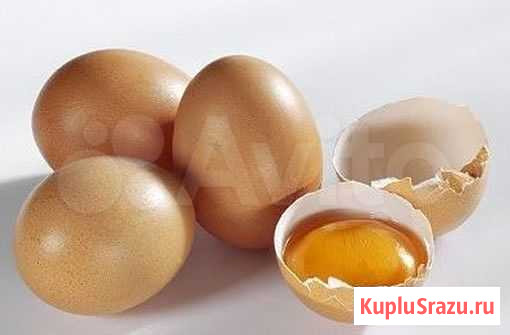 Домашнее куриное яйцо Белогорск - изображение 1