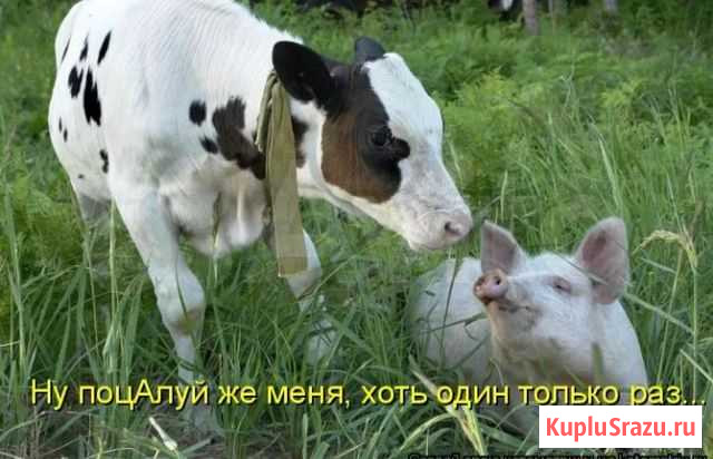 Поросята на откорм Ленинск-Кузнецкий - изображение 1