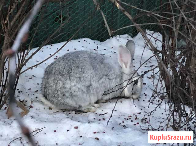 Продаю кроликов Энгельс - изображение 1