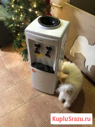 Кулер для воды, диспенсер Ждановский - изображение 1