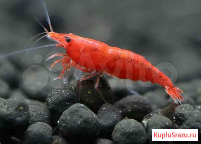 Креветки Вишня Домодедово - изображение 1