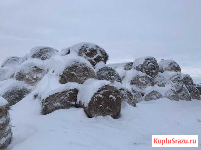 Сено для открома коней, быков (только оптом) Канск - изображение 1