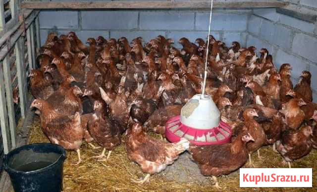 Куры разных пород Комсомольское - изображение 1