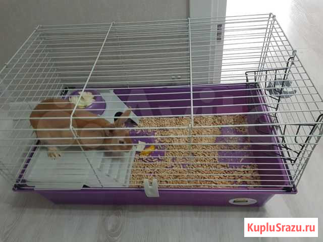Карликовый кролик Москва - изображение 1