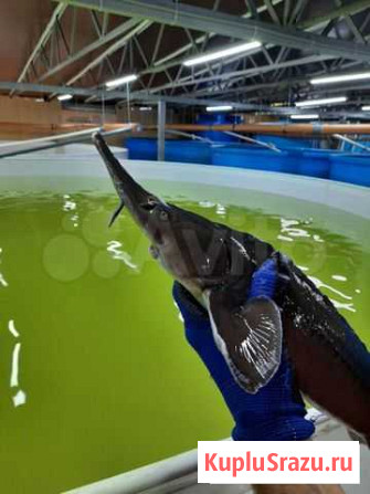 Рыбная ферма Реутов - изображение 1