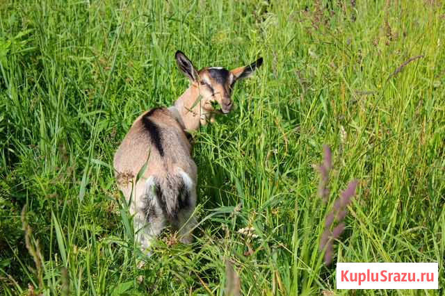 Обезроживание, покрытие коз, обрезка копыт и др Каргополь - изображение 1