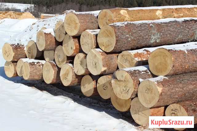 Закупаем пиловочник Городищи - изображение 1