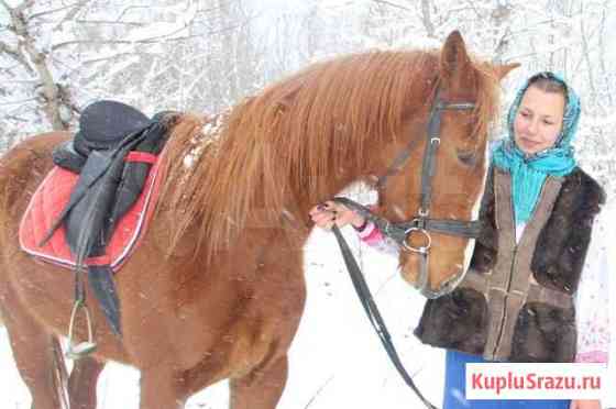 Англо- донская кобыла Белореченск