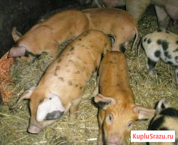 Поросенок ландрас Донской - изображение 1