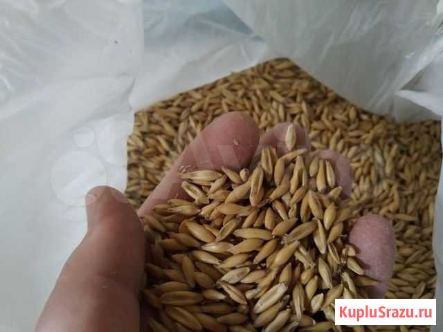 Корма для животных Искитим - изображение 1