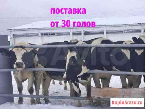 Нетели Телки породные молочные Уфа