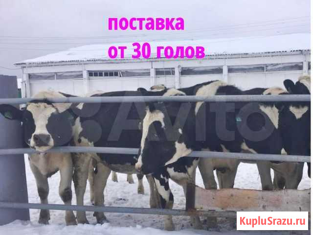 Нетели Телки породные молочные Уфа - изображение 1