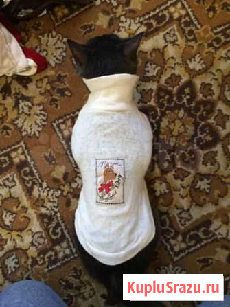 Одежда для собак (той-терьер русский) в ассортимен Селятино - изображение 1