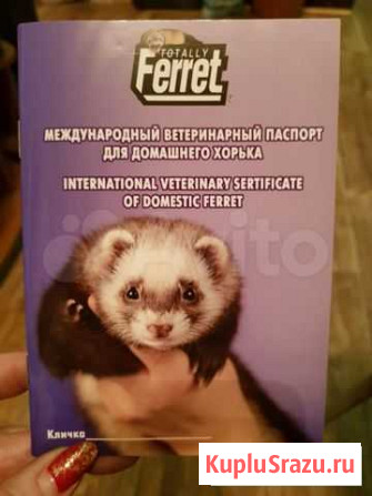 Продам ветеринарные паспорта для хорьков Новокузнецк - изображение 1