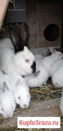 Кролики калифорния Санкт-Петербург - изображение 1