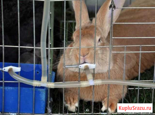 Нипельные поилки для кроликов Ряжск - изображение 1