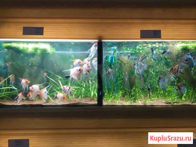 Аквариумные рыбки Калининград - изображение 1
