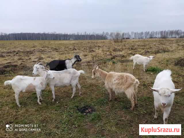 Козы Воскресенск - изображение 1