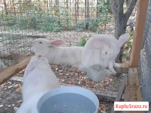 Кролик Крымск - изображение 1