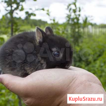 Декоративные кролики. Гермелин Магнитогорск - изображение 1