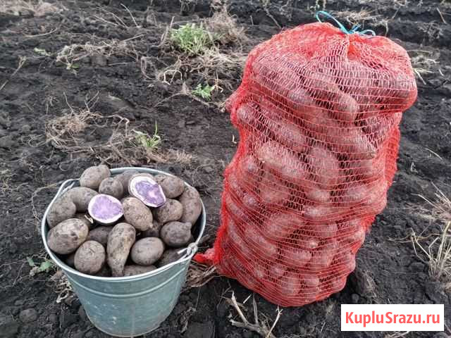 Картофель фиолетовый Прокопьевск - изображение 1