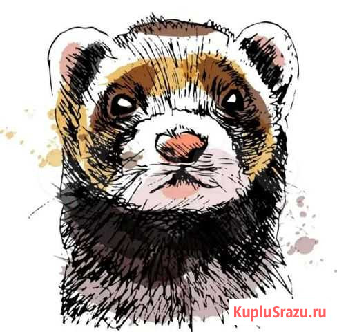 Хорёк для случки Минеральные Воды - изображение 1
