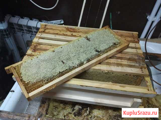 Сотовый Мёд Белгород - изображение 1