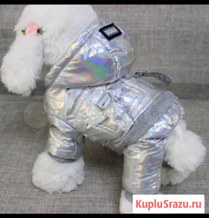 Одежда для собак Черногорск - изображение 1