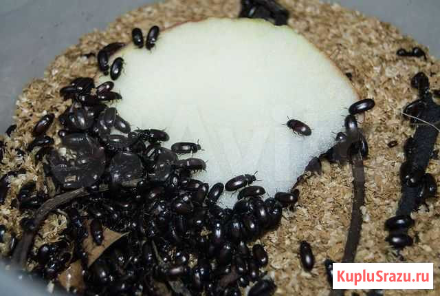 Жук знахарь Лиски - изображение 1