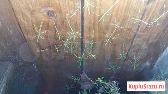 Палочник Долгопрудный - изображение 1