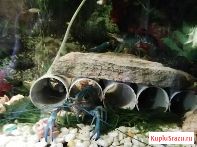 Австралийские красноклешневые раки Геленджик - изображение 1