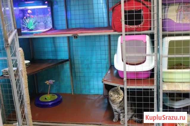 Продаются вольеры для временного содержания кошек Кисловодск - изображение 1