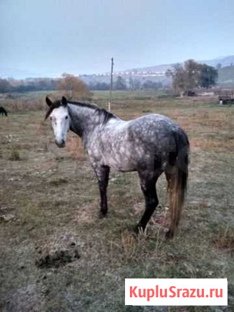 Крс Сары-Тюз - изображение 1