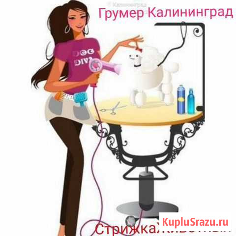 Стрижка животных - Грумер Калининград - изображение 1