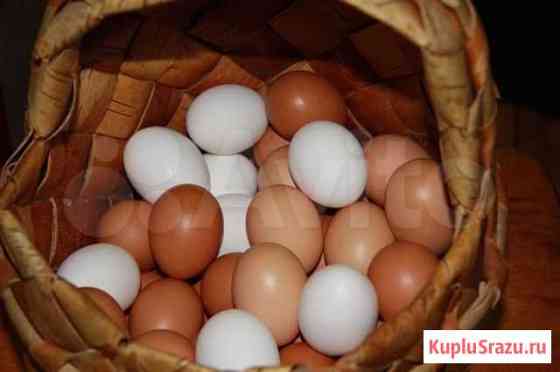 Домашние куриные яйца Братск