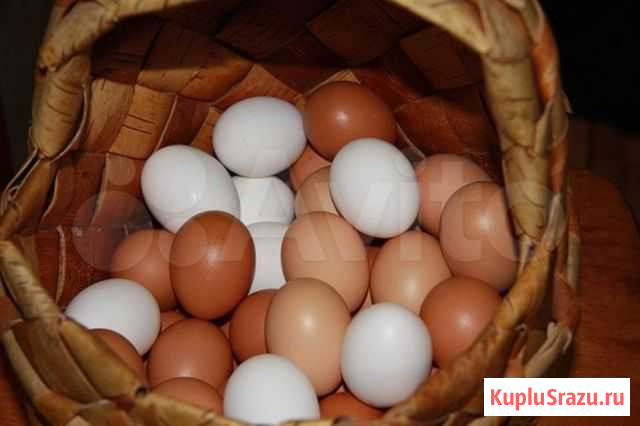 Домашние куриные яйца Братск - изображение 1