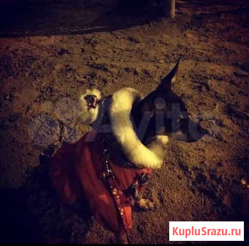 Костюмчик для собак Сыктывкар - изображение 1