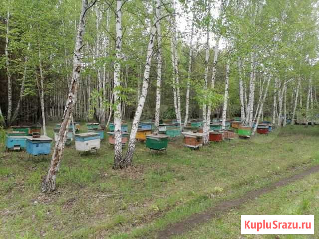 Пчёлы Бондари - изображение 1