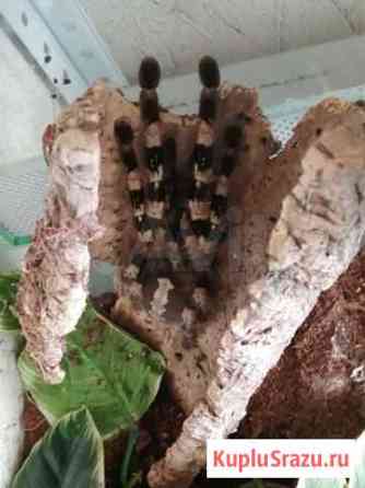 Poecilotheria tigrinawesseli Озерск