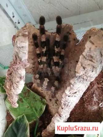 Poecilotheria tigrinawesseli Озерск - изображение 1