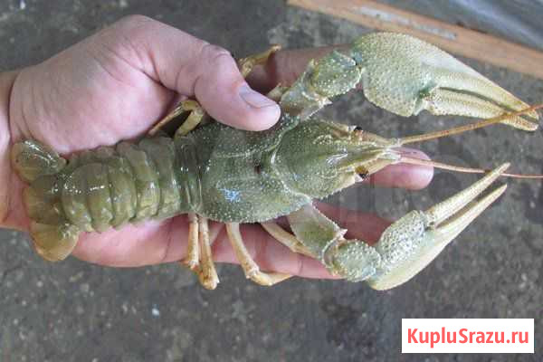 Раки средне крупные Знаменск - изображение 1