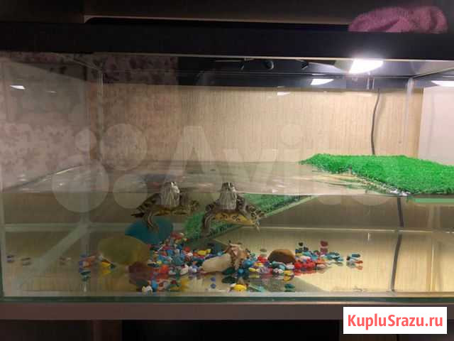 Красноухие черепашки Тверь - изображение 1