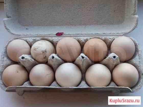 Яйца для инкубатора Каневская