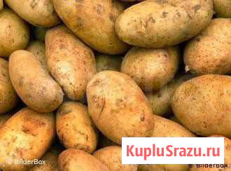 Картофель Благовещенск - изображение 1